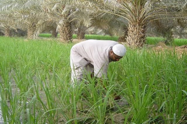 زراعة الأرز -ارشيفية 