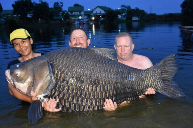  سمكة ضخمة من نوع Giant barb