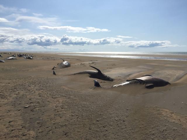 الحيتان النافقة على الشاطئ