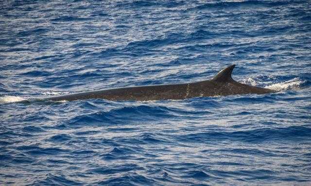 ”البيئة” تكشف حقيقة اقتراب الحيتان من الساحل الشمالي