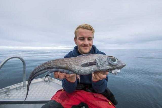 السمكة الوحش تفاجئ صيادًا نرويجيًا