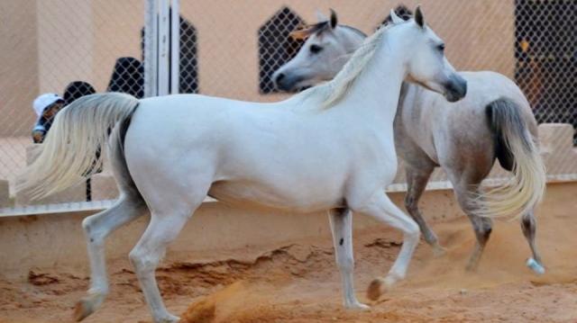 الخيول العربية