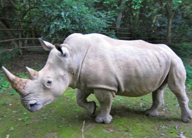  وحيد القرن