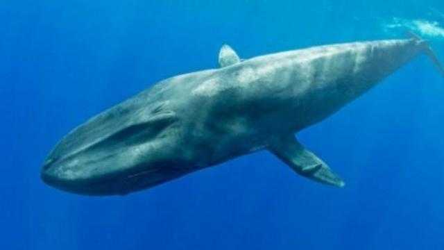 ”البيئة” تكشف حقيقة أصوات الحيتان المرعبة في البحر