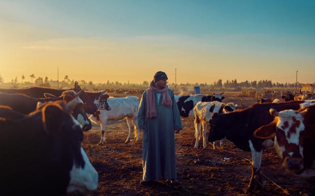 وزارة الزراعة تعلن توفير رؤوس ماشية للتسمين 