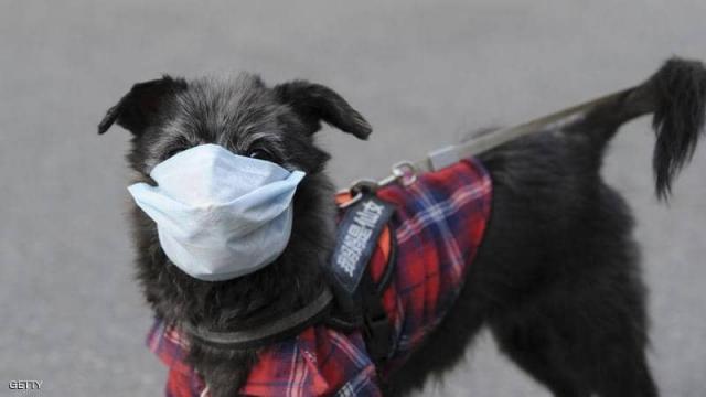 إصابة كلب بـ فيروس كورونا في الصين
