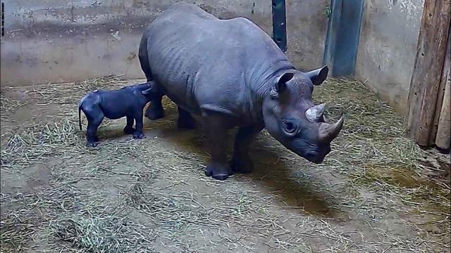 وحيد القرن الأسود