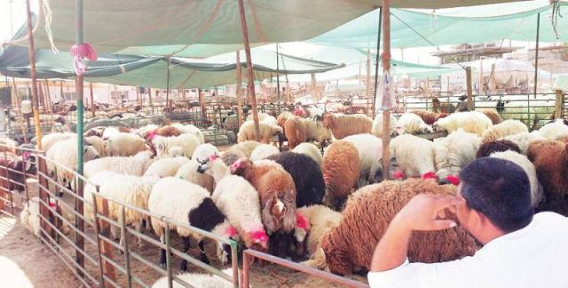 سوق الماشية في الكويت