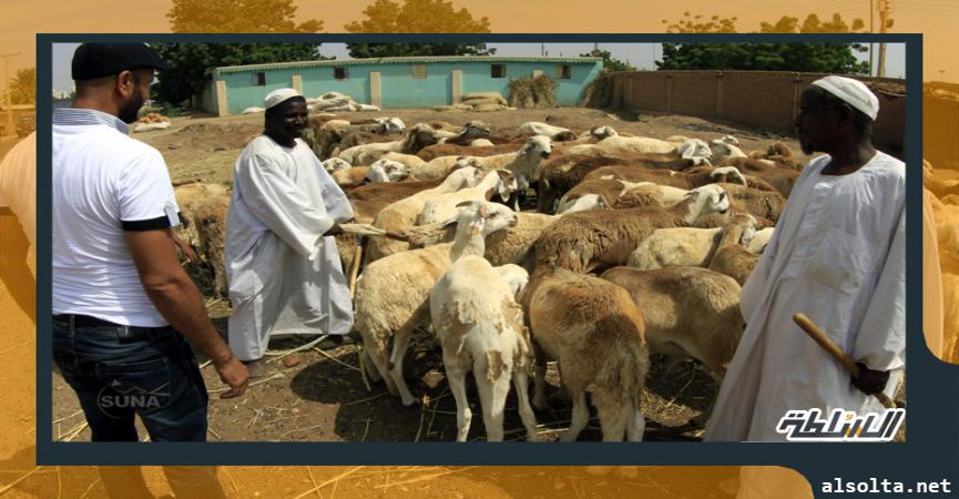 أزمة المواشي بين السعودية والسودان