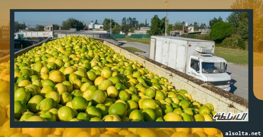 صادرات الليمون المصرى