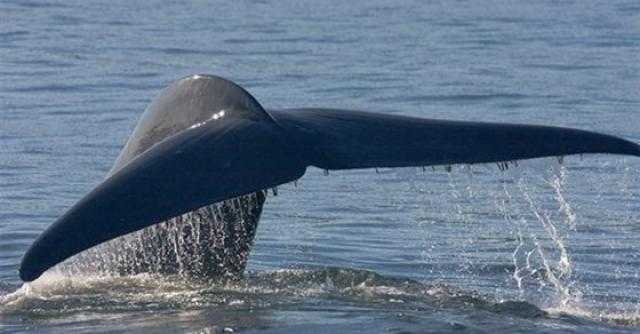الحيتان الزرقاء.. اكتشاف أكبر حيوان على الأرض بسواحل عمان