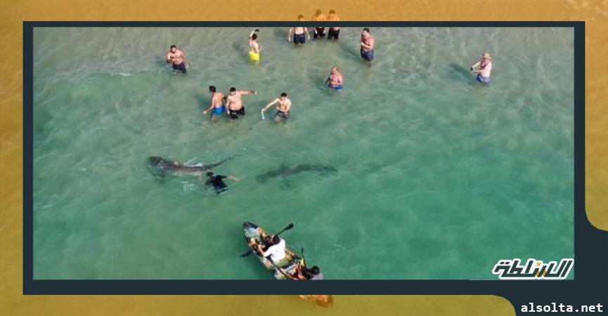 إسرائيليون يسبحون بالقرب من أسماك قرش