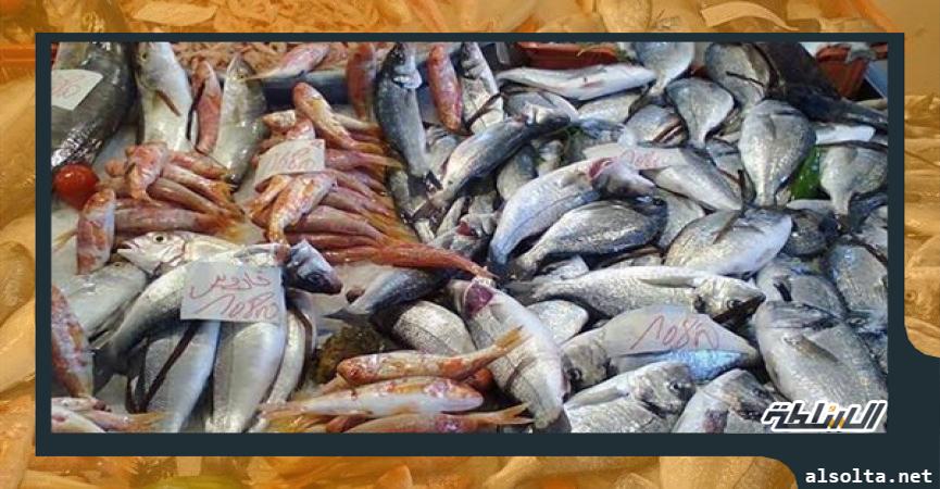 أسعار السمك اليوم في الأسواق المصرية