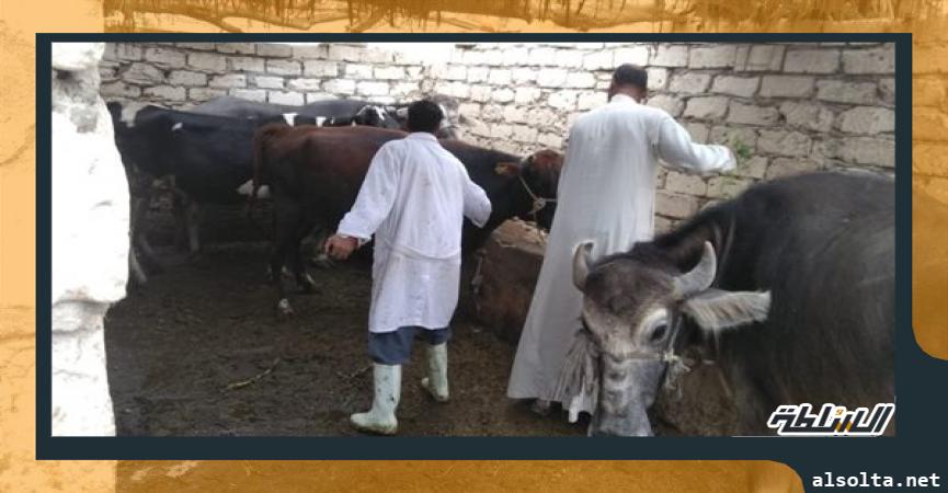 تطعيم الماعز بكفر الشيخ
