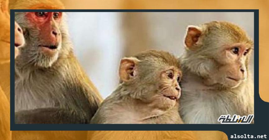 انتشار القرود في حدائق الأهرام
