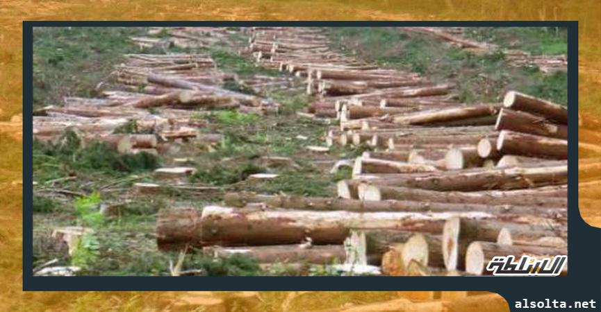قطع الغابات