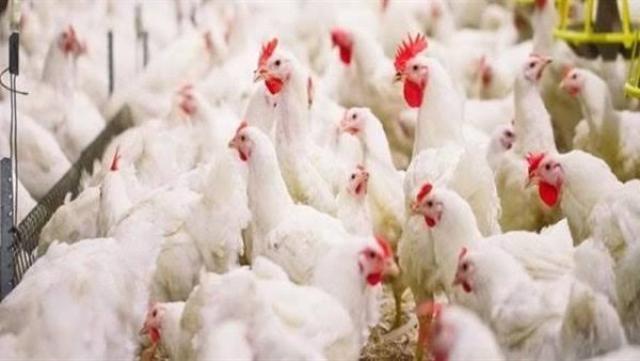 ألمانيا ترصد إصابات بإنفلونزا الطيور في مزرعة دواجن على ساحل بحر الشمال