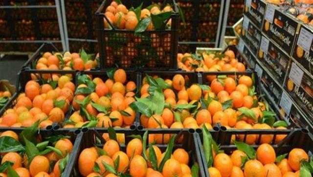 مُنذ 2019.. مصر الأولى عالميًا في تصدير البرتقال (فيديو)