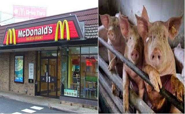مفاجأة بمجلس إدارة ماكدونالدز من أجل تحسين رعاية الخنازير