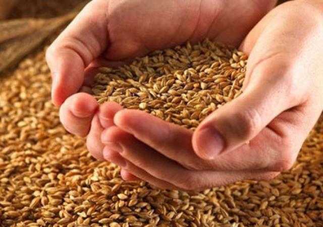 عاجل.. الزراعة تكشف عن إجراء يُطبق لأول مرة مع الفلاحين بشأن زراعة القمح (فيديو)