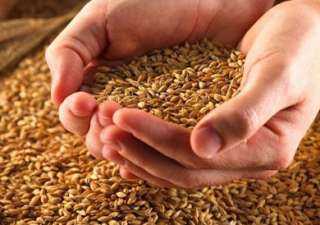 وكيل زراعة المنيا: تدعم الفلاح بـ 65 جنيها لأردب القمح لتسريع وتيرة التوريد (فيديو)