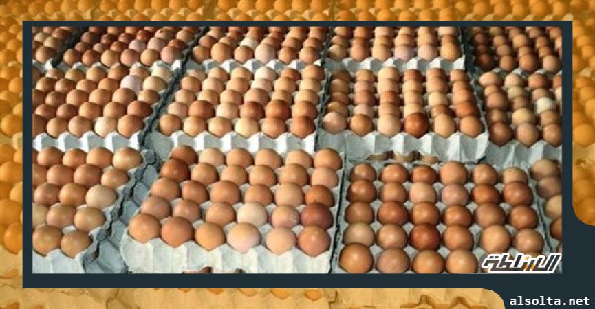 سعر البيض في المزرعة