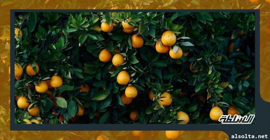 سياسة  مصر تحتل المركز الأول في تصدير البرتقال والفراولة المجمدة