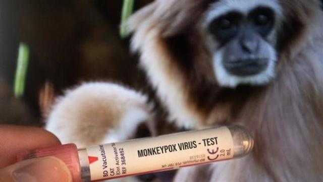 علماء أمريكيون: فيروس جدري القرود هو الوباء العالمي المقبل