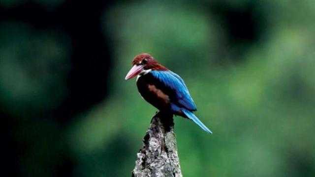 نصف أنواع الطيور في العالم مهددة بالانقراض لهذا السبب
