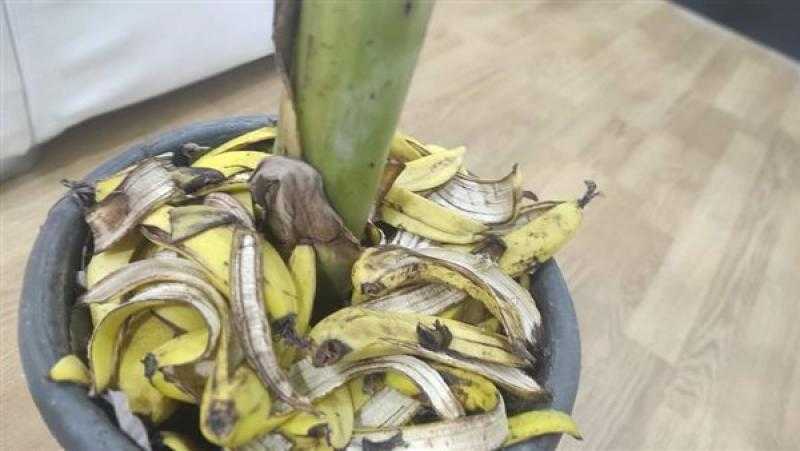 كلها فوائد.. إعادة تدوير أشجار الموز كمغلفات أطعمة وسماد عضوي