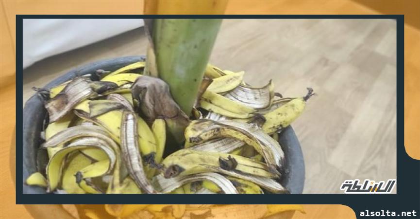 إعادة تدوير أشجار الموز