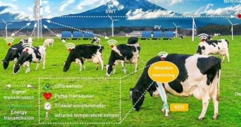 كيف ستكون مزرعة المستقبل.. العلماء يطورون ساعة ذكية للأبقار