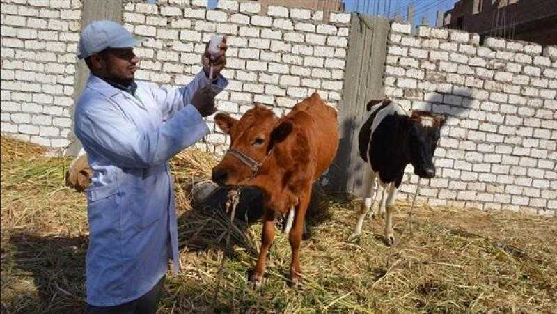 الحكومة ترد على انتشار مرض الحمى القلاعية بين الماشية