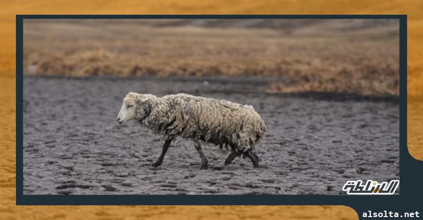 الجفاف في بيرو يتسبب في نفوق الأغنام