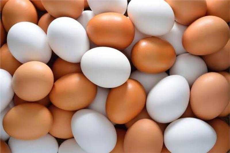 ارتفاع أسعار البيض في المزارع المحلية اليوم 6 ديسمبر
