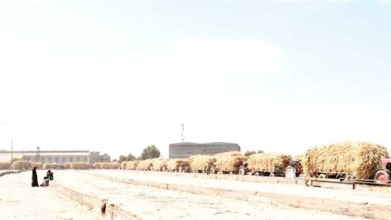 محافظ أسوان يوجه بتوريد محصول القصب إلى المصانع
