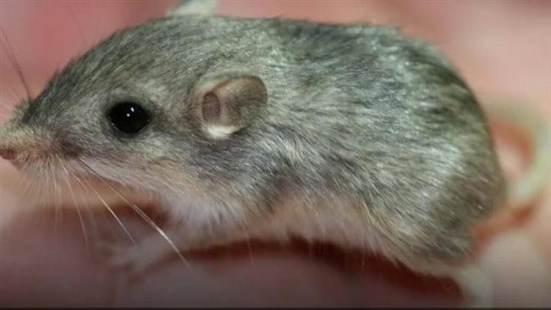 أكبر فأر سنا في العالم يستعد لدخول موسوعة جينيس، كم يبلغ عمره؟