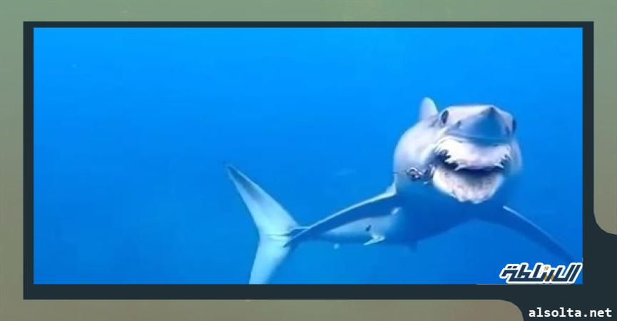 محافظات  القرش ماكو منزوع الأسنان