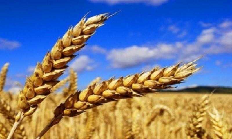عاجل.. مصر تقرر الانسحاب من اتفاقية الحبوب التابعة للأمم المتحدة