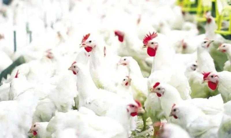أزمة وعدت.. ”الغرف التجارية” تزف بشرى سارة بشأن أسعار الدواجن قبل رمضان