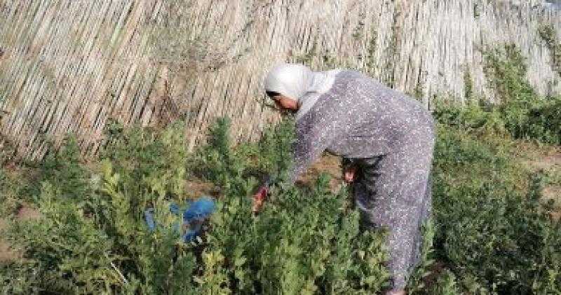 مربية الأجيال تحملت مسئولية أبنائها بعد وفاة زوجها وعلمت أبناء قريتها