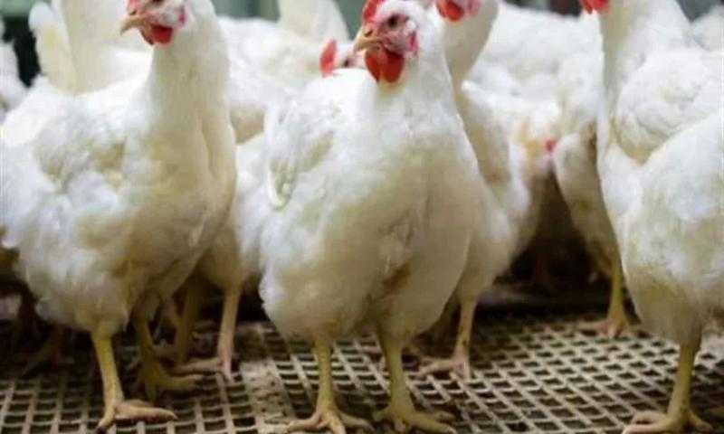 أسعار الدواجن اليوم الجمعة 24 مارس 2023 .. الفراخ البيضاء بـ 69 جنيها