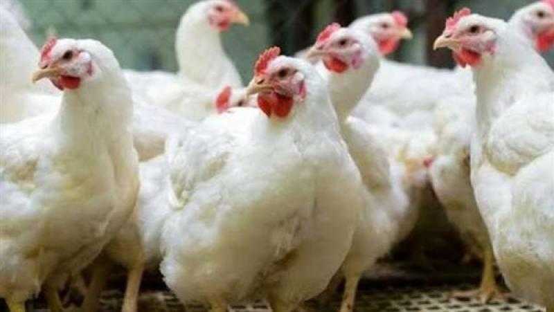 بشرة خير.. هبوط أسعار الدواجن اليوم السبت 25 مارس 2023