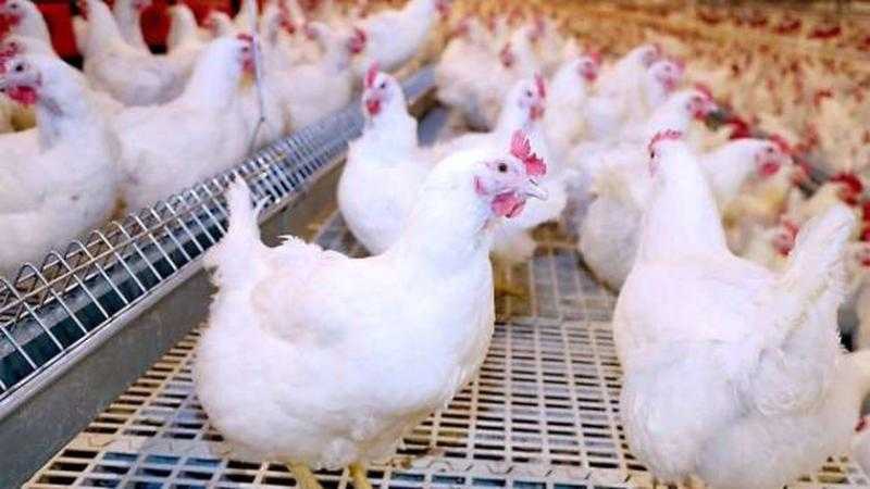 أسعار الدواجن الیوم 28-3-2023 في الأسواق والمحلات.. تراجع كبير