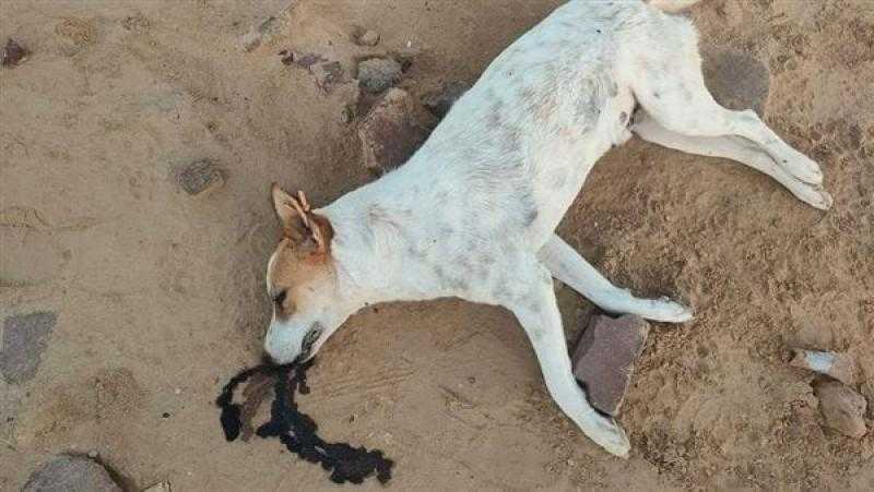 جدل على فيسبوك بعد انتشار صور لكلاب مسمومة في أحد شوارع الغردقة