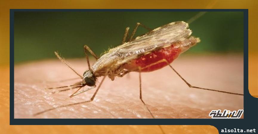 مكافحة الملاريا
