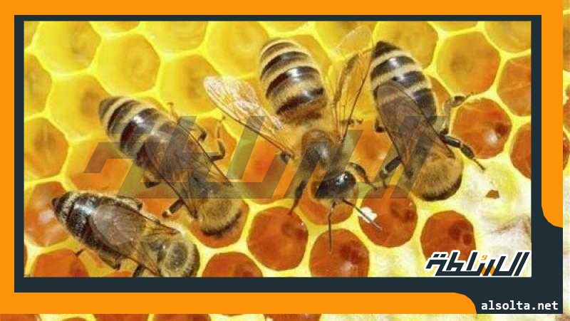 منها التنوع الحيوي وارتفاع تصديره.. ”البحوث الزراعية” يُعدد قيمة النحل وفوائده