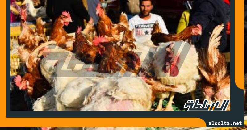 شعبة الدواجن: استقرار أسعار كيلو الفراخ للمستهلكين