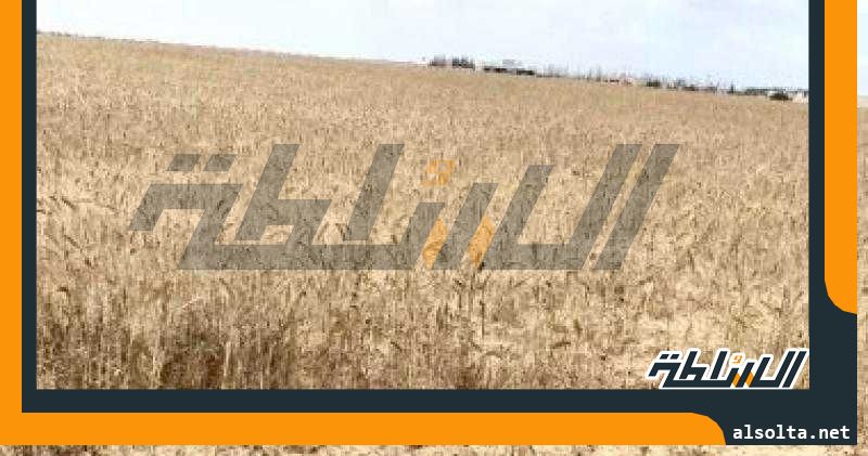 تحويل المناطق الصحراوية بشمال سيناء إلى مزارع خضراء منتجة.. صور