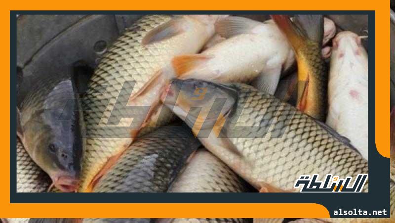 اختفاء سمكة المبروكة آكلة الحشائش من بحيرات محافظة الفيوم